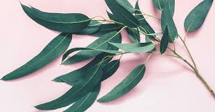 7 Impressive Benefits Of Eucalyptus Leaves Eucalyptus Leaves Dried Eucalyptus Leaves