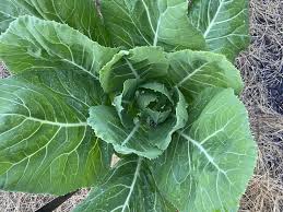 Image result for Brassica