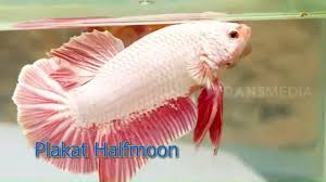 Dengan warna kuning keemasan ikan ini digilai oleh para kolektor ikan koi. Cantiknya Warna Warni Ikan Cupang Yang Lagi Ngehits Tau Gak Sih 10 09 20 Youtube