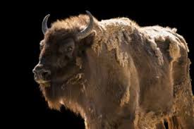 A Vulnerable European Wisent Bison Bonasus At The Madrid Zoo Photo European Bison Species