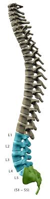 The spine is comprised of 7 cervical, 12 thoracic, and 5 lumbar vertebrae.the spine holds the body erect against gravity and to protect the spinal cord. Levels Of Injury Understanding Spinal Cord Injury