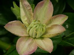 Maybe you would like to learn more about one of these? Clematis Innocent Blush Ist Ideal Fur Romantische Garten