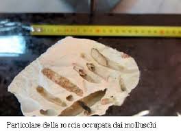 A est si allunga la regione montuosa orientale, che raggiunge i 2 228 m con il monte kosciuszko nelle alpi australiane. Scoperte Da Ispra Popolazioni Di Datteri Bianchi A Scala Dei Turchi Italiano