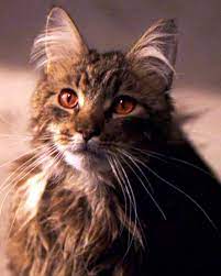 Mrs Norris Harry Potter Wiki Fandom In 2021 Norris Harry Potter Wiki Pets Cats