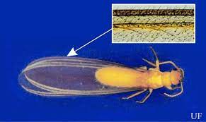 Get to know about ecola's unique alternatives to traditional termite control methods. Pensacola Termites Extreme Termite And Pest Control