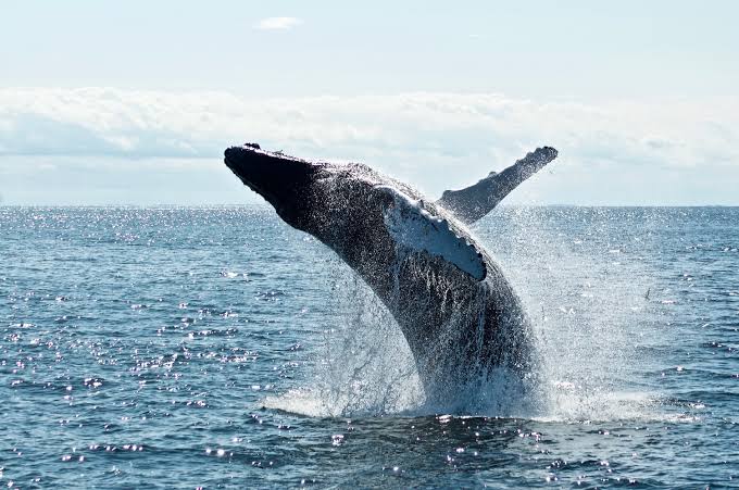 Blue whale watching tour departing Mirissa harbour