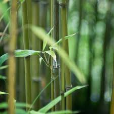 We help you get high quality plant. Green Bamboo Phyllostachys Bissetii Hedges Direct Uk
