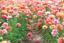 Where to see the best flowers: 23 Spring Flower Pictures From Around The World Conde Nast Traveler