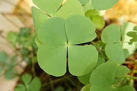 Image result for Marsilea minuta