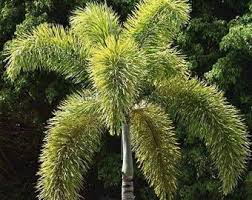 Image result for Wodyetia