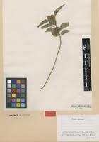 Image result for Marsdenia dregea