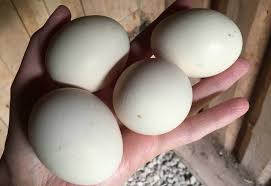 Les orties peuvent être consommées tout au long de l'année. Bienfaits De L Ortie Et Poudre D Ortie Pour Les Poules Et Les Volailles