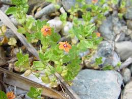 Image result for Lysimachia arvensis