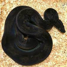 Is This Snake Made Of Black Velvet Cute Snake Ball Python Morphs Reptiles Pet