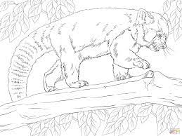 All coloring pages » animals » mammals » red panda » cute baby red panda. Red Panda Coloring Page Coloring Home