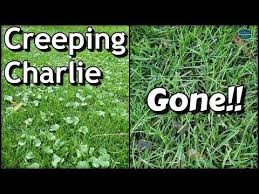 Learn how to get rid of it and to prevent it from growing back, quickly and easily. How To Get Rid Of Creeping Charlie With Results Diy Lawn Care Youtube Lawn Care Diy Lawn Lawn Care Weeds