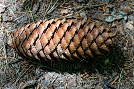 12 x norway spruce seedlings and 12 x norway spruce seeds inc. File Norway Spruce Cone Wallersdorf Germany Jpg Wikimedia Commons