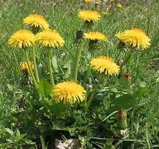 Secil Demiray Adli Kullanicinin Edible Wild Herbs Panosundaki Pin Bitki Kara Hindiba Karahindiba
