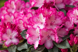 Rhododendron Rhodo Xxl Hortinno In 2020 Tuin En Terras Tuin