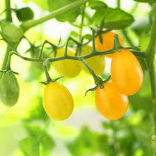 A small garden, attached to a house, where vegetables, herbs and fruit are grown for household use. 7 Must Grow Easy Plants For Every Kitchen Garden 31 Daily