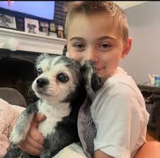 Update: Home safe! Please keep an eye out! Romeo more than likely jumped  from his 3rd story balcony! His family lives at North Creek Crossing behind  Marsh Jr. High! Reach out if