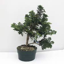 Maybe you would like to learn more about one of these? 30 Trends Ideas Hinoki Cypress Bonsai Forest Pink Wool