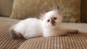 Seal point ragdoll cats mitted colorpoint bicolor lynx. Ivy X Bandicoot Chocolate Point Girl Furrycatz Ragdolls Facebook
