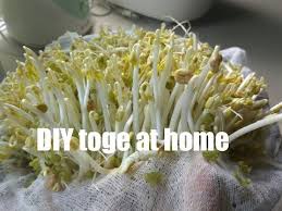 Kecambah/tauge (bean sprout) berasal dari biji tanaman kacang hijau yang diperoleh melalui proses perendaman. Video Toge