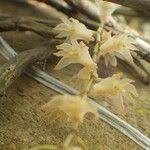 Image result for Diaphananthe bidens