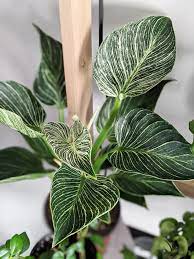Common problems with philodendron birkin. How To Care For Your Beautiful Philodendron Birkin