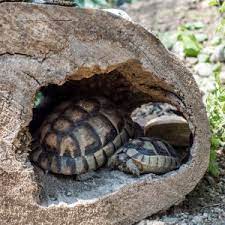 Marginated Tortoise Testudo Marginata Care Guide All Turtles