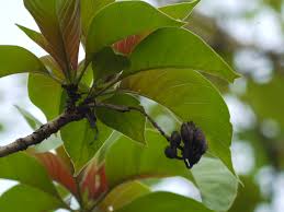 Image result for Hymenodictyon