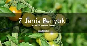 Ikuti instruksi pada pengering makanan anda dan periksa kondisi tomatnya secara berkala untuk memastikan tomatnya tidak menciut sampai terlalu. 7 Jenis Penyakit Pada Tanaman Tomat Petani Quick