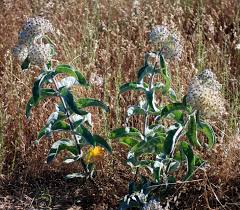 Image result for Acacia eriocarpa