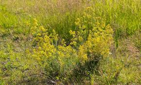 A mildew feeder, it grazes on mould and fungal hyphae. How To Grow Wildflowers Wwf