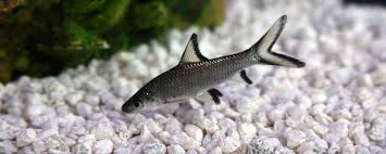 We did not find results for: 12 Small Big Freshwater Pet Sharks For A Home Aquarium Aquanswers