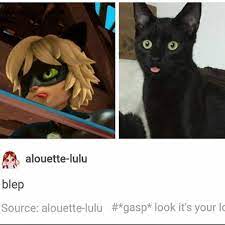 I Don T See A Difference Does Anyone Else Miraculous Ladybug Funny Miraculous Ladybug Memes Miraculous Ladybug Comic