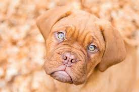 Dog Puppy French Mastiff Puppies Dogs And Puppies Bordeaux Dog