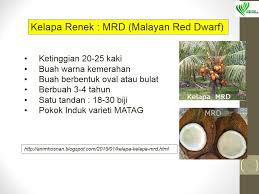 Pemilihan penanaman pokok kelapa matag adalah kerana kelapa matag boleh mengeluarkan antara 30 hingga 40 ribu biji buah setahun sehektar. Jabatan Pertanian Malaysia On Twitter Ciri Ciri Kelapa Rendah Yang Disyorkan Oleh Jabatan Pertanian Pilihan Ditangan Anda Https T Co Jdbriu6eja