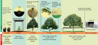 Penyakit layu pucuk pada tanaman durian ini penyebabnya. Mengatasi Masalah Penyakit Tanaman Durian Bibit Buahku