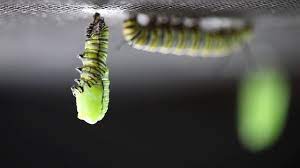 The Caterpillar To Chrysalis Transformation In Real Time The Kid Should See This