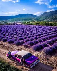 41 Great Pics And Memes To Improve Your Mood Funny Gallery Lavender Fields Lavender Photo