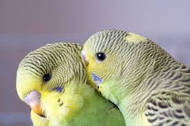 Merawat hewan jenis ini sebetulnya. Top 5 Spesies Burung Mesra Yang Membuat Haiwan Peliharaan Besar