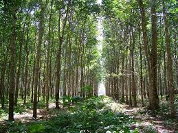 1985 rubber tree in johor malaysia. Could New Rubber Plantations Cause Malaria Re Emergence In Northeastern Thailand The Cabi Blog