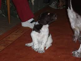 Image result for německý ohař drátosrstý stavba těla