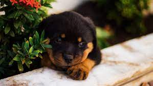 This advert is located in and around. Black And Tan Rottweiler Puppy Lying On White Textile Photo Free Animal Image On Unsplash