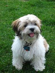 Bandit the zuchon as a puppy at 11 weeks old. Shichon Teddy Bear Shih Tzu Bichon Mix Info Temperament Puppies Pictures