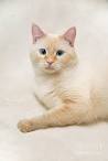 Flame Point Siamese: What You Need to Know About This ...