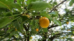 Image result for Ximenia americana