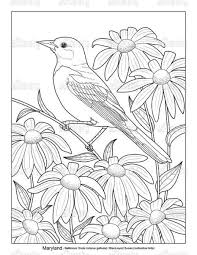 The spruce / kelly miller halloween coloring pages can be fun for younger kids, older kids, and even adults. State Birds And Flowers Md Art Licensing Coloring Book Art Animal Coloring Pages Bird Coloring Pages